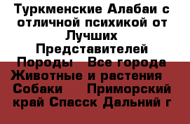 Туркменские Алабаи с отличной психикой от Лучших Представителей Породы - Все города Животные и растения » Собаки   . Приморский край,Спасск-Дальний г.